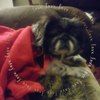 honey1134